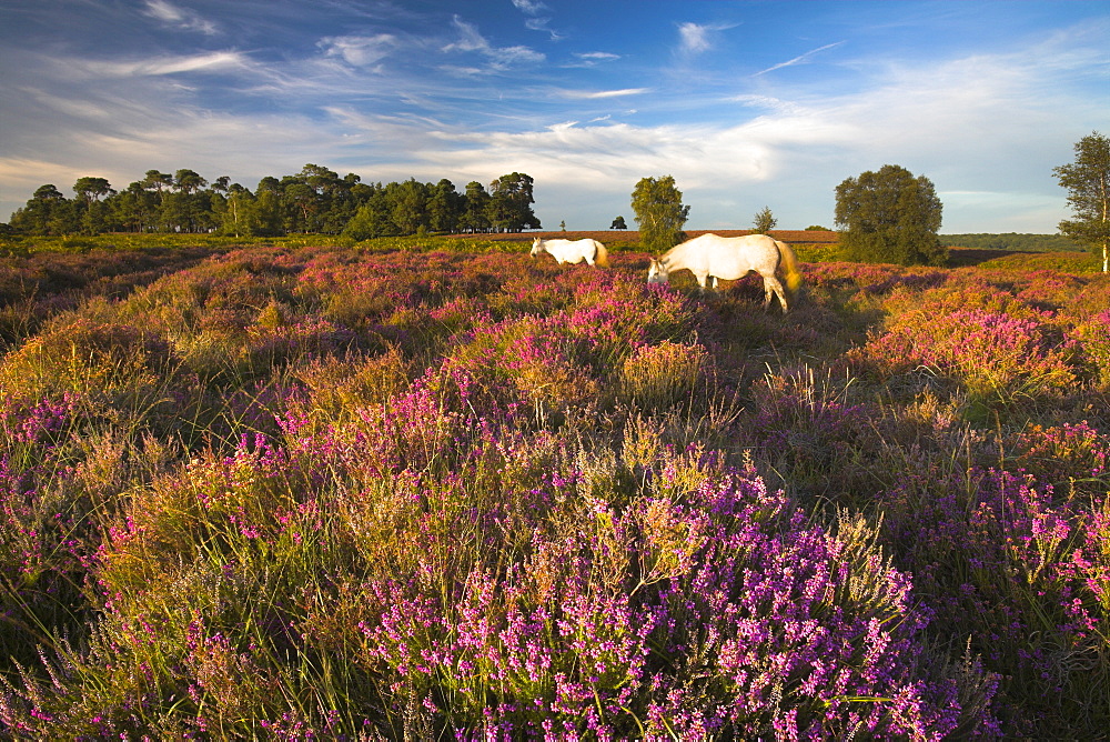 New Forest ponies grazing among the heather, New Forest, Hampshire, England, United Kingdom, Europe