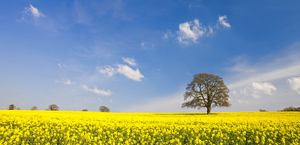 Rapeseed field and mature tree in field, Devon, England, United Kingdom, Europe