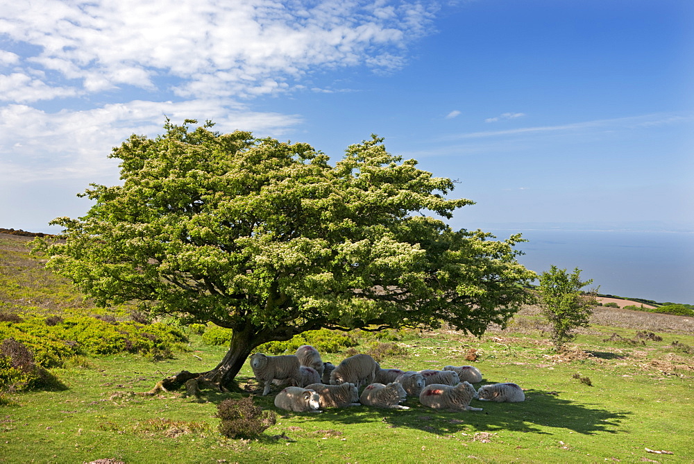 Flock of sheep taking shelter from the hot sunshine beneath a hawthorn tree, Exmoor, Somerset, England, United Kingdom, Europe