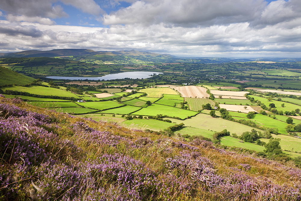 Rolling countryside of the Brecon Beacons from the heather covered slopes of Mynydd Llangorse, Powys, Wales, United Kingdom, Europe