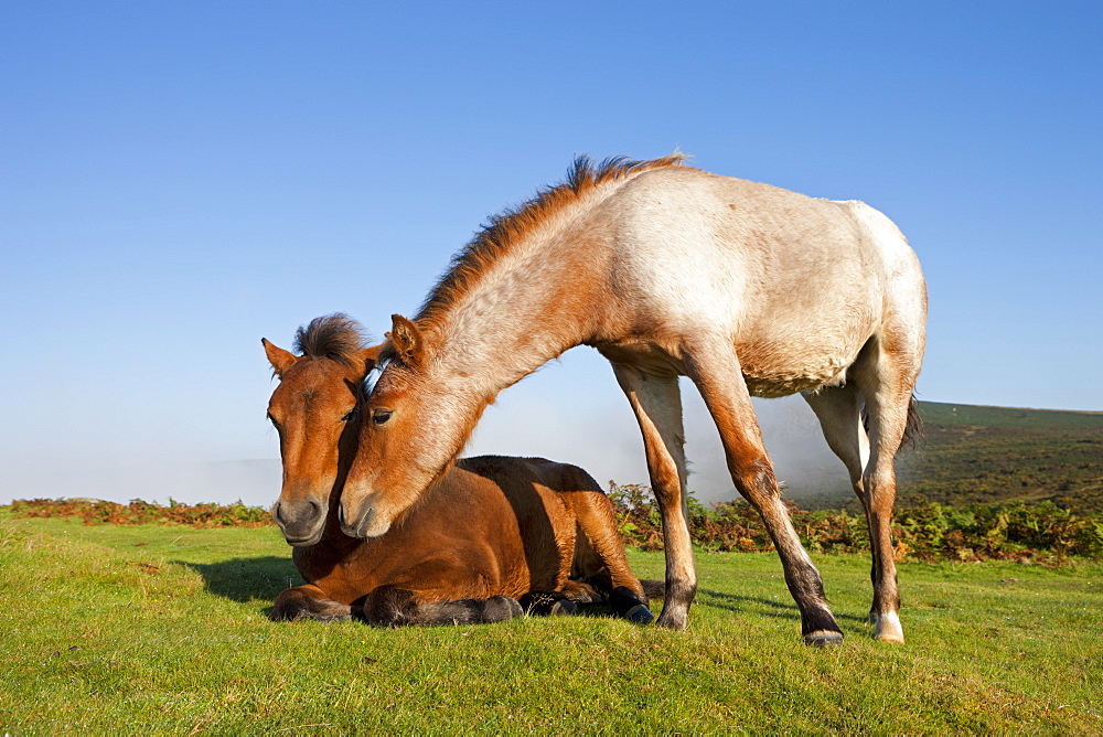 Dartmoor pony foals on the open moorland, Dartmoor, Devon, England, United Kingdom, Europe