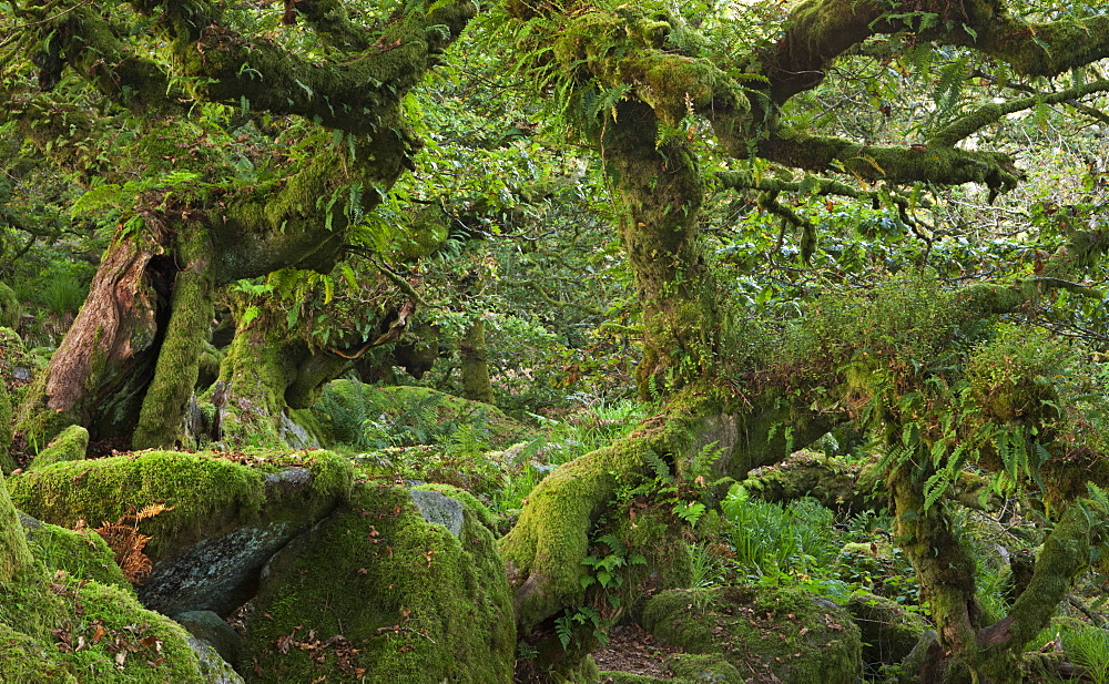 Wistman's Wood National Nature Reserve in Dartmoor, Devon, England, United Kingdom, Europe