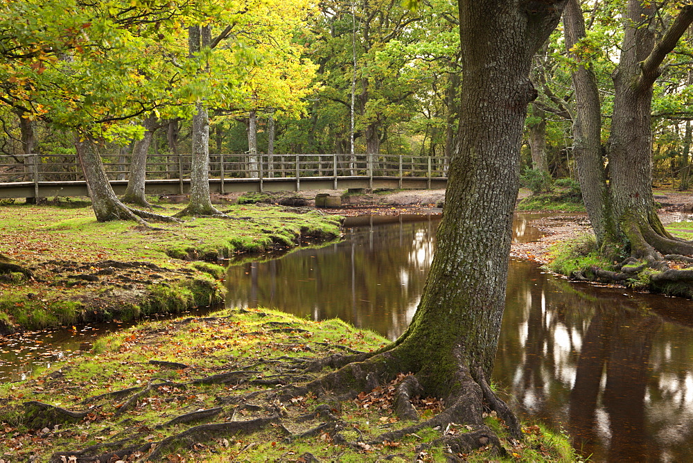 Ober Water flowing through autumnal trees at Puttles Bridge, New Forest, Hampshire, England, United Kingdom, Europe