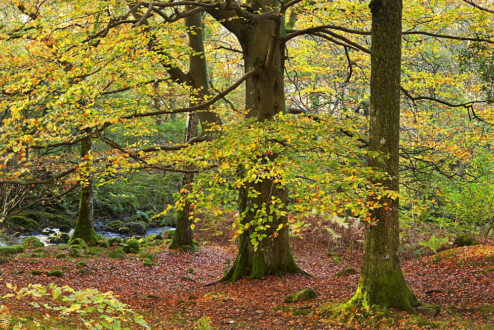 Trees with fine autumn colours in Strutta Wood, Lake District, Cumbria, England, United Kingdom, Europe