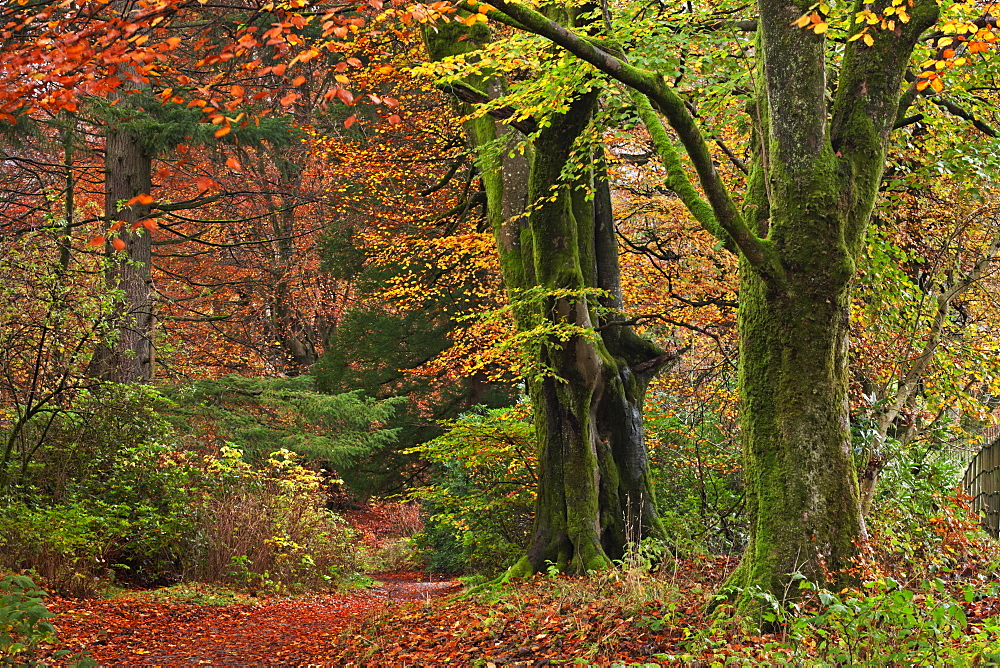 Woodland in fine display of autumn colour, Lake District, Cumbria, England, United Kingdom, Europe