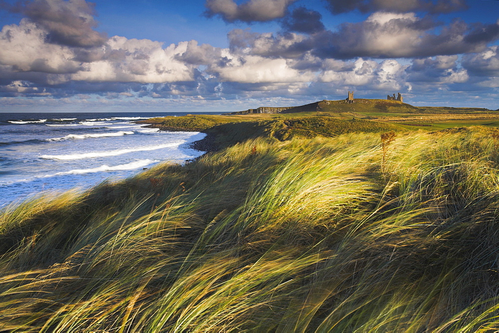 Windswept grassy sand dunes near Dunstanburgh Castle, Dunstanburgh, Northumberland, England, United Kingdom, Europe