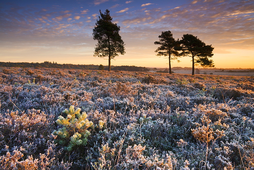 Frost covered heathland in the New Forest National Park, Hampshire, England, United Kingdom, Europe