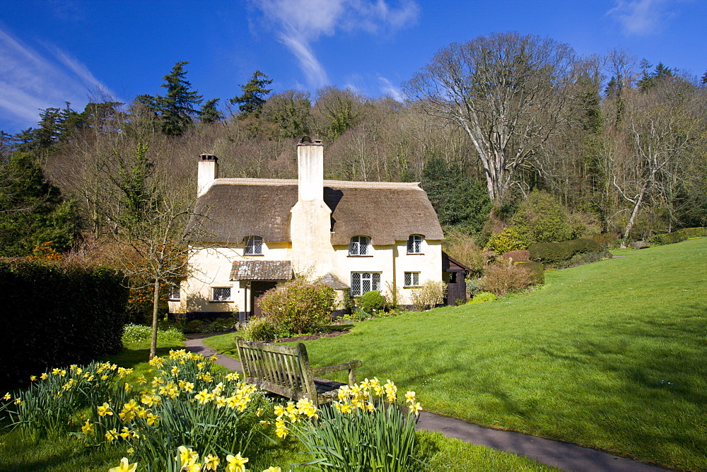 Thatched cottage and daffodils in the Exmoor village of Selworthy, Somerset, England, United Kingdom, Europe