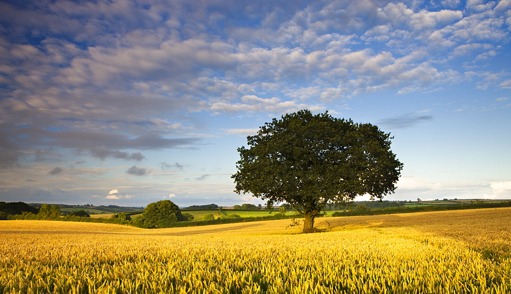 Summer cropfield near Chulmleigh in mid Devon, England, United Kingdom, Europe