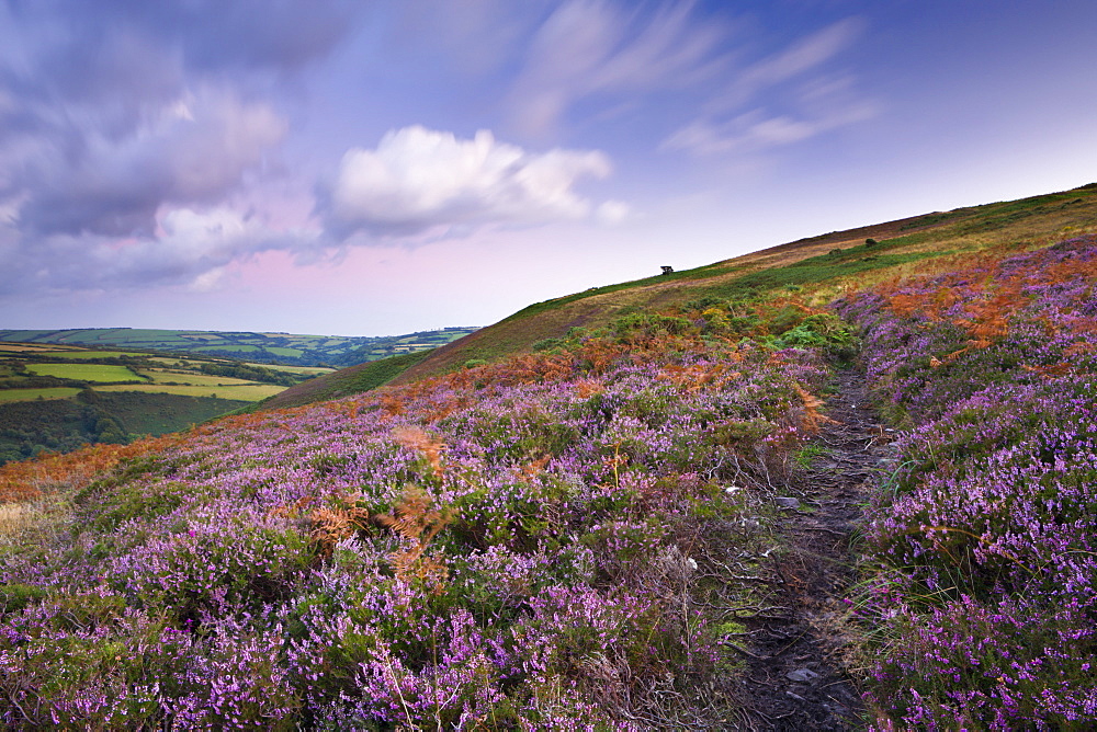 Footpath winding through carpet of flowering heather on Trentishoe Down, Exmoor National Park, Devon, England, United Kingdom, Europe