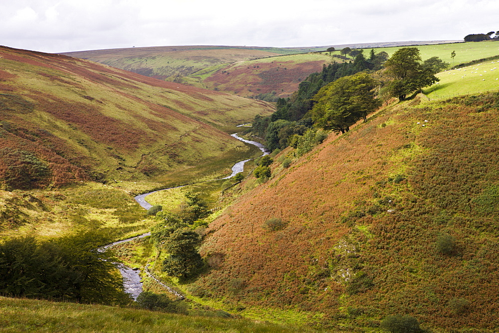 Cornham Brake near Simonsbath, Exmoor National Park, Somerset, England, United Kingdom, Europe