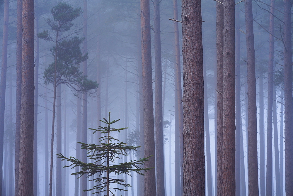 Heavy mist in a pine wood, New Forest, Hampshire, England, United Kingdom, Europe