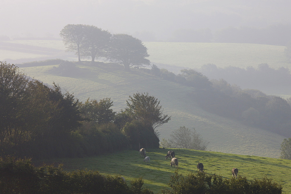 Foggy autumnal morning near Blagdon Cross, Exmoor National Park, Somerset, England, United Kingdom, Europe