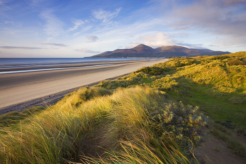 Sand dunes at Murlough alongside Dundrum Bay, with the Mountains of Mourne in the background, County Down, Northern Ireland, United Kingdom, Europe