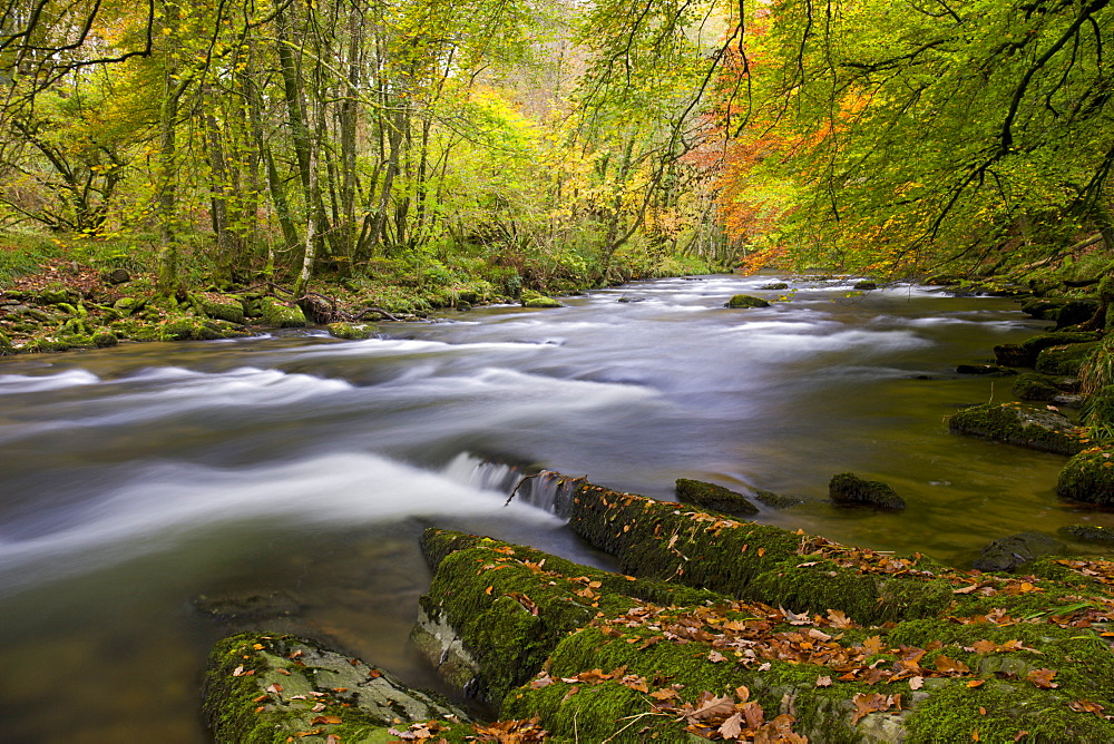 Autumn colours beside the River Barle near Tarr Steps, Exmoor National Park, Somerset, England, United Kingdom, Europe