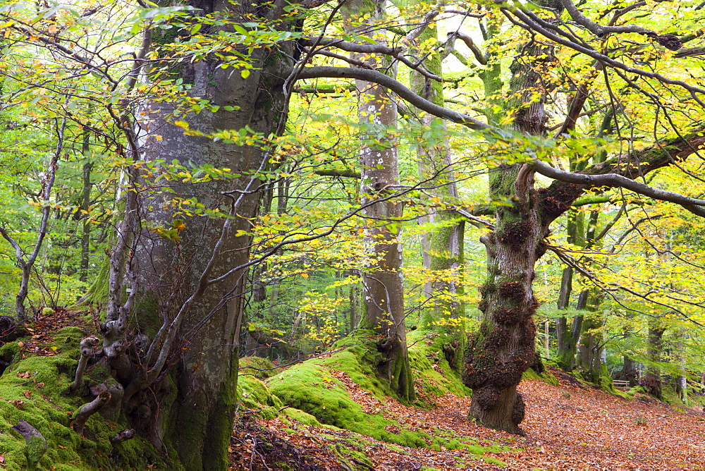 Autumn colours in Horner Wood, Exmoor National Park, Somerset, England, United Kingdom, Europe