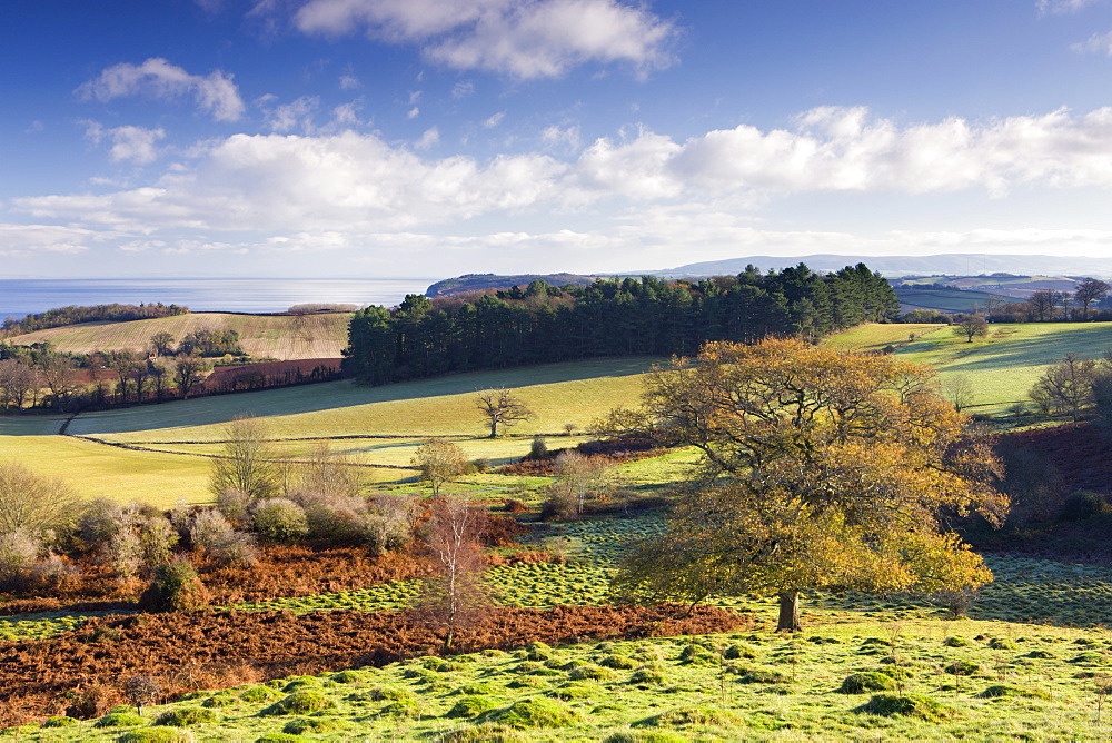 Looking eastwards from Dunster Park, Exmoor National Park, Somerset, England, United Kingdom, Europe