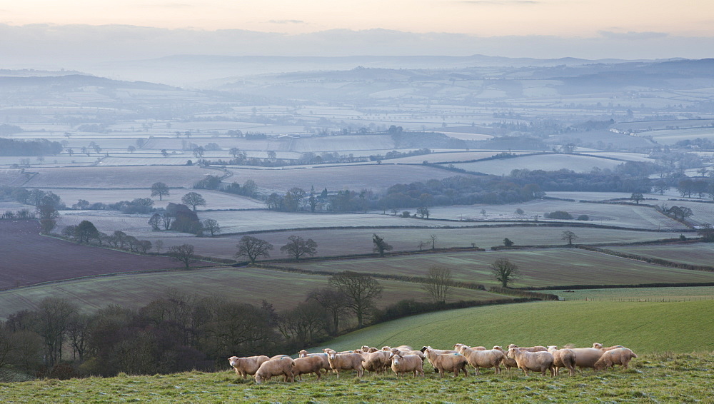 Sheep grazing on Raddon Hill, above a sweeping winter rural landscape covered in mist and frost, Mid Devon, England, United Kingdom, Europe