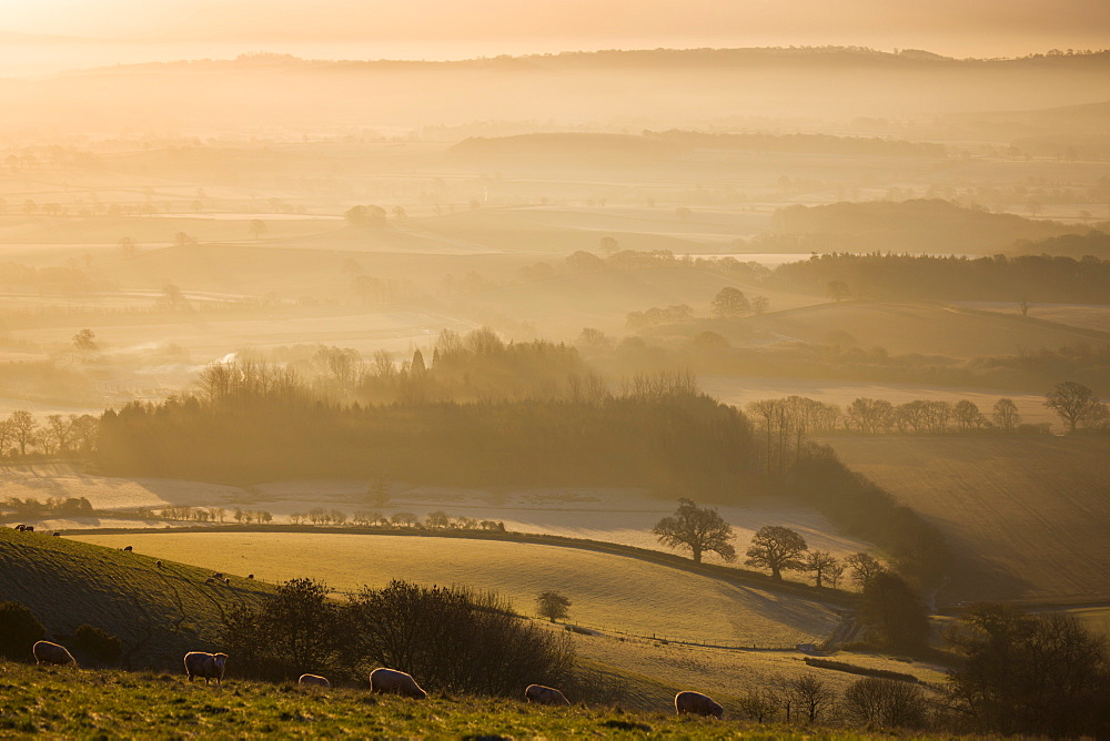 Sheep grazing on Raddon Hill, overlooking frosty and misty countryside, Mid Devon, England, United Kingdom, Europe