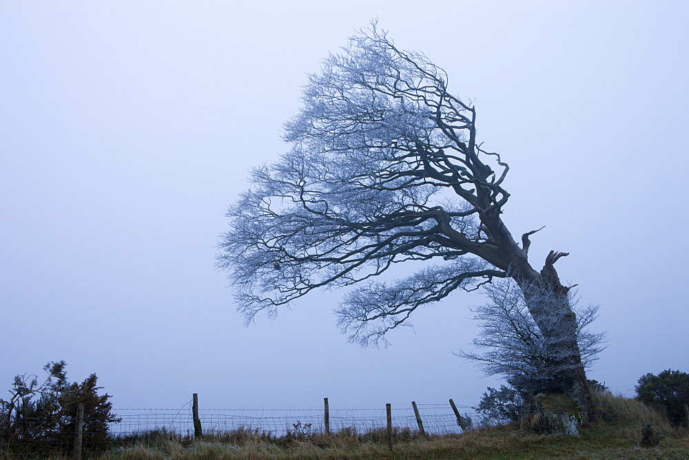 Windswept tree coated in hoar frost on foggy evening at Raddon Hill, Devon, England, United Kingdom, Europe