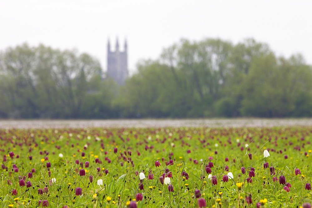 Snake's head fritillary (Fritillaria meleagris) wildflowers at North Meadow National Nature Reserve, Cricklade, Wiltshire, United Kingdom, Europe