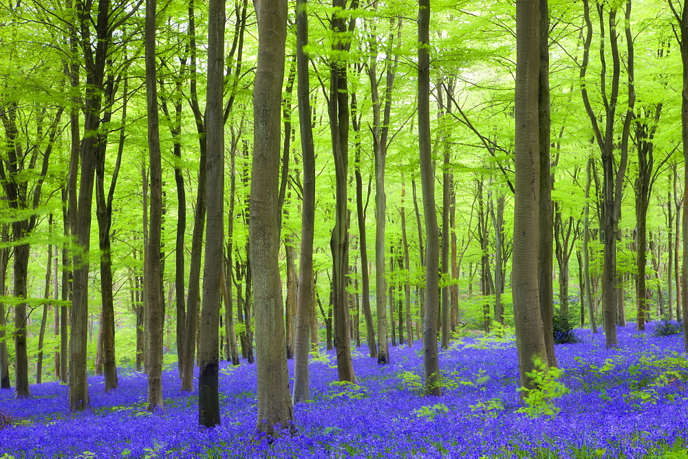 Carpet of bluebells growing in the beech woodland at West Woods, Lockeridge near Marlborough, Wiltshire, England, United Kingdom, Europe