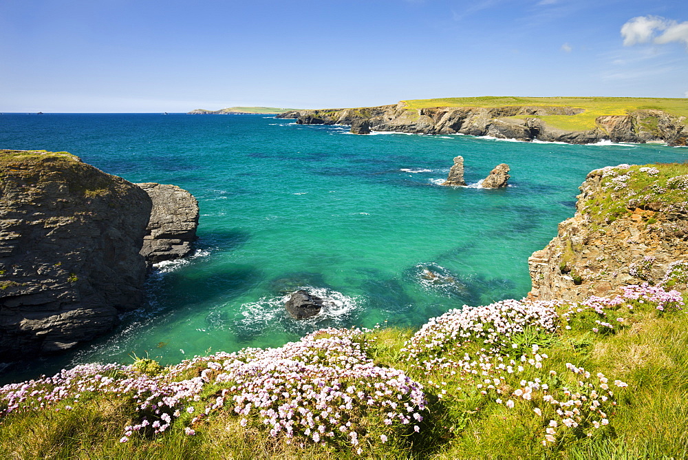 Pink sea thrift (Armeria maritima) growing on the clifftops above Porthcothan Bay, Cornwall, England, United Kingdom, Europe