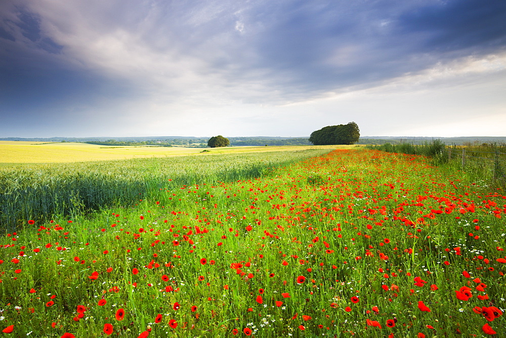 Wild poppies growing in a field near West Dean, Wiltshire, England, United Kingdom, Europe