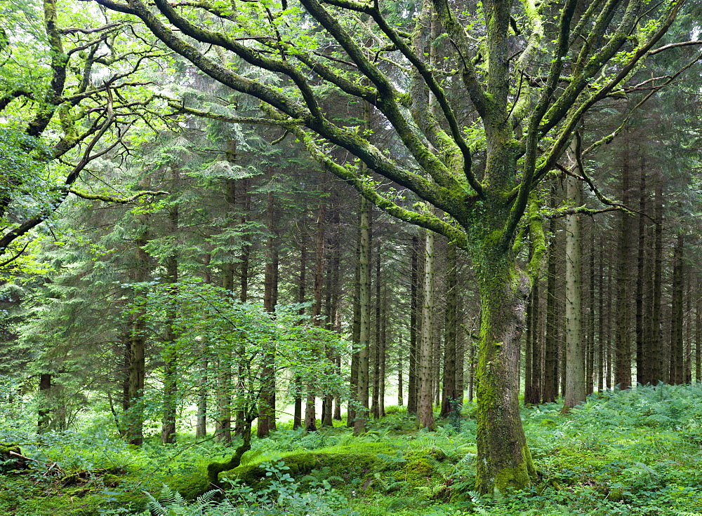 Woodland scene at Blaen-y-Glyn, Brecon Beacons National Park, Powys, Wales, United Kingdom, Europe