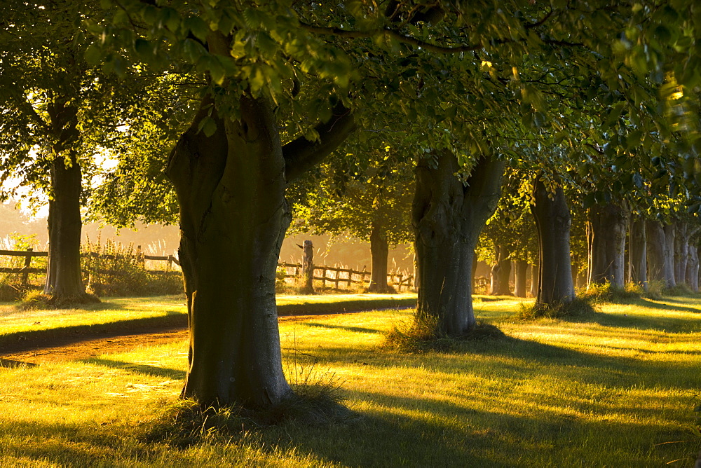 Golden morning sunlight illuminating an avenue of trees in the Cotswolds, Gloucestershire, The Cotswolds, England, United Kingdom, Europe