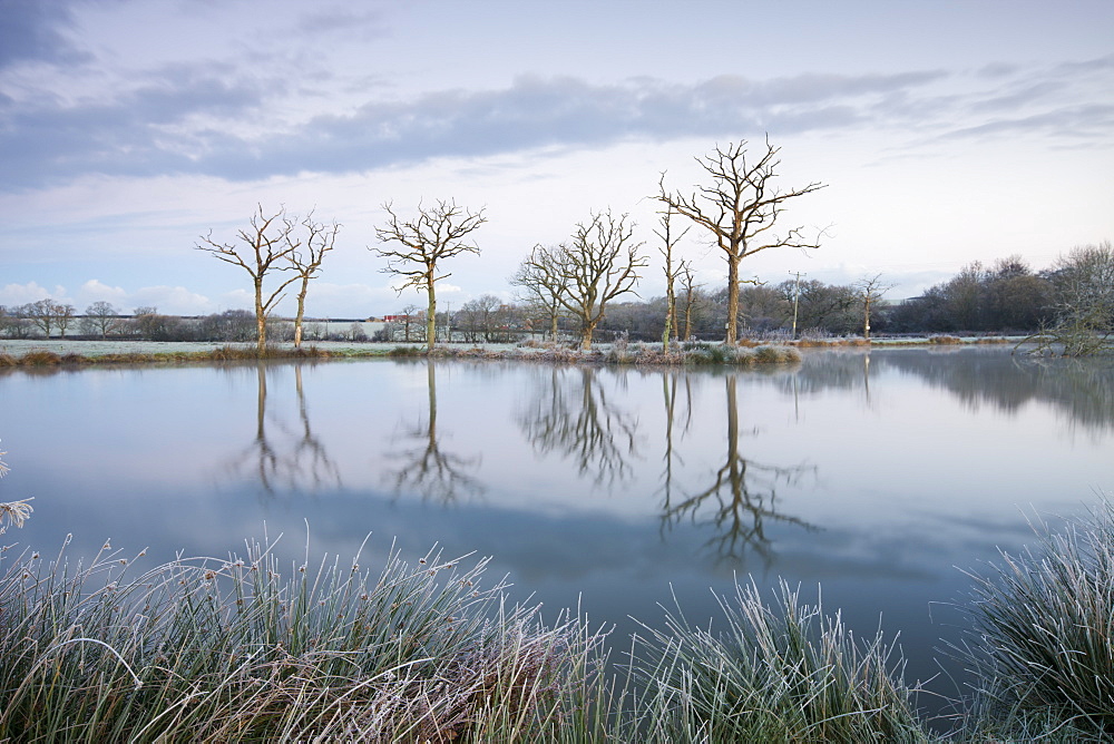 Frosty winter scene beside a still lake, Morchard Road, Devon, England, United Kingdom, Europe