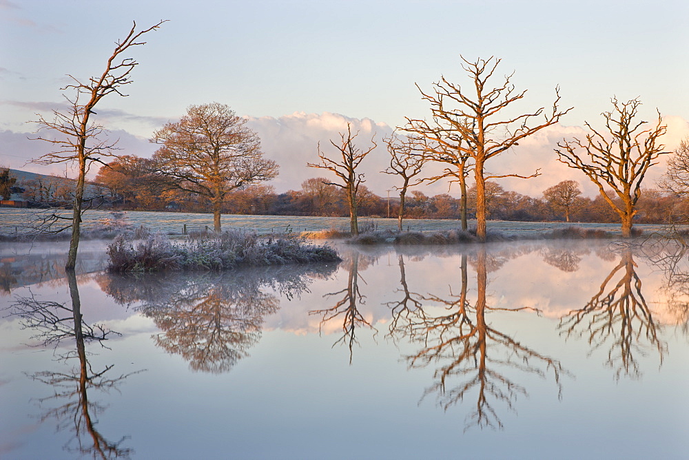 Frosty conditions at dawn beside a pond in the countryside, Morchard Road, Devon, England, United Kingdom, Europe