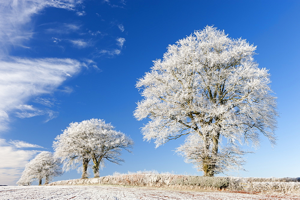 White hoar frosted trees on a cold winter morning, Bow, Devon, England, United Kingdom, Europe