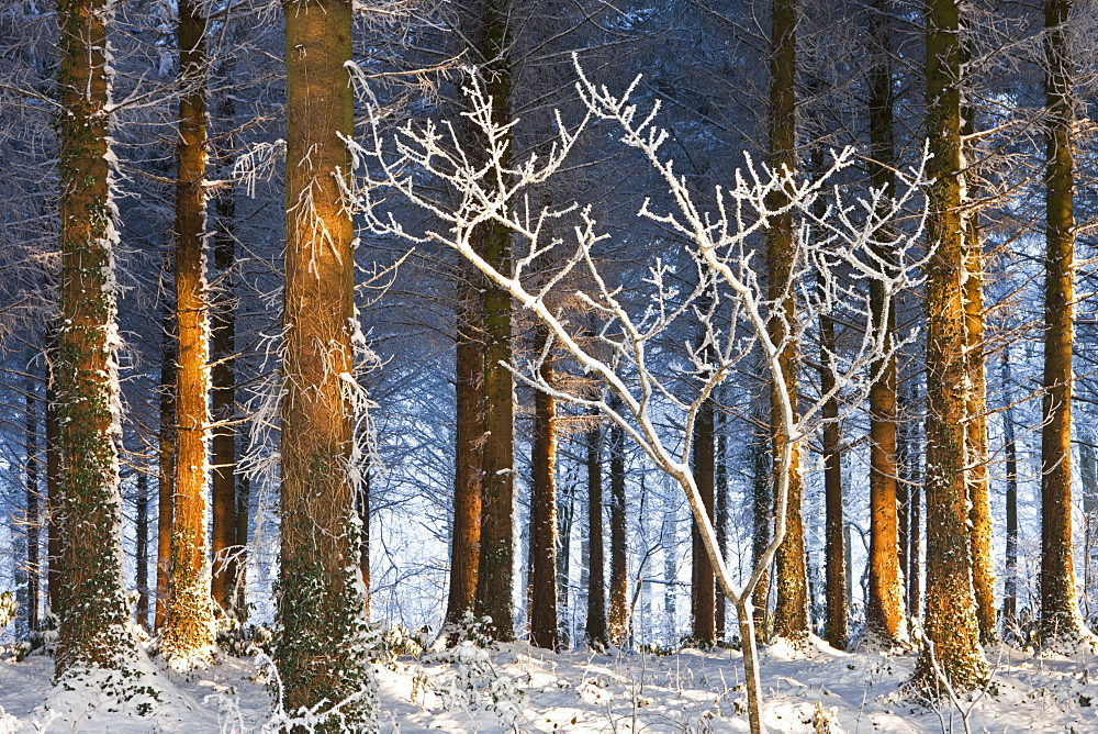 Morning sunlight illuminates a snow covered pine woodland, Morchard Bishop, Devon, England, United Kingdom, Europe