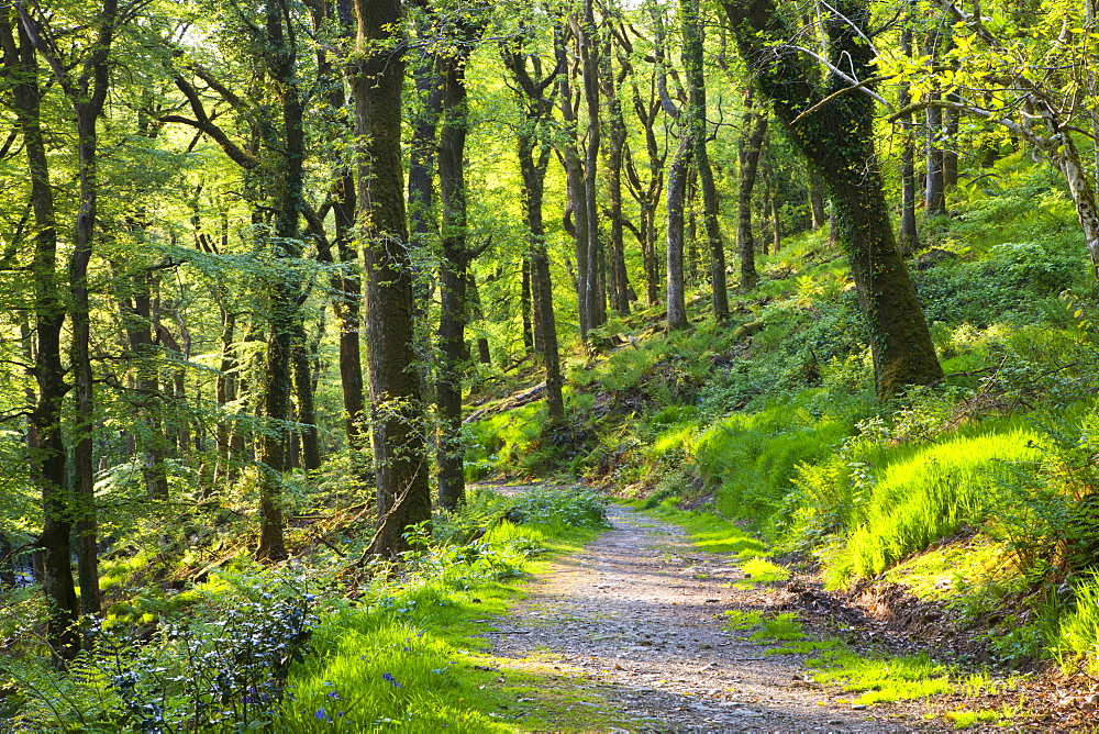 Spring in Knaplock Wood near Tarr Steps in Exmoor National Park, Somerset, England, United Kingdom, Europe