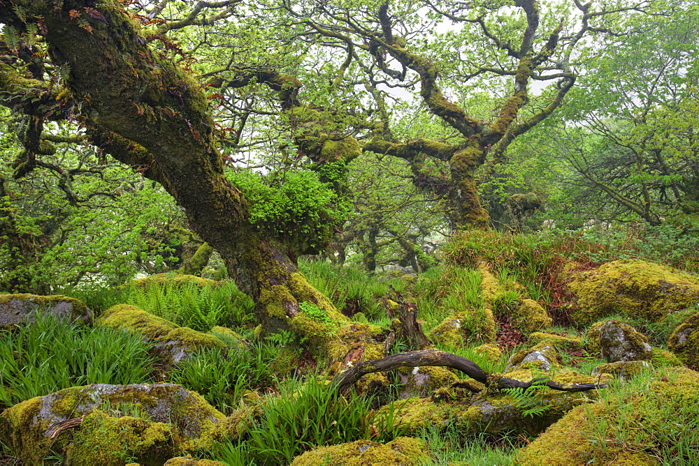 The magnificent and mysterious Wistmans Wood Nature Reserve in Dartmoor National Park, Devon, England, United Kingdom, Europe