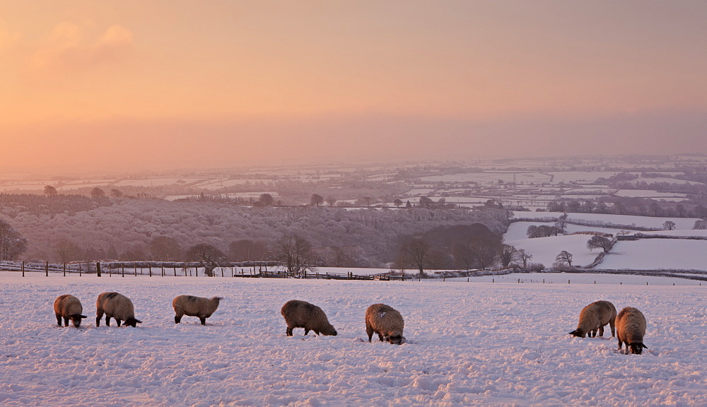 Sheep graze on snow covered fields at dawn, Exmoor, Somerset, England, United Kingdom, Europe