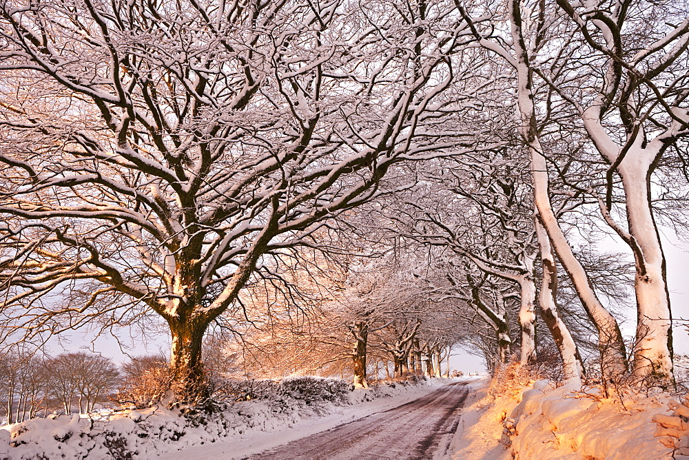 Morning sunlight illuminates a snowy Exmoor lane, Exmoor, Somerset, England, United Kingdom, Europe