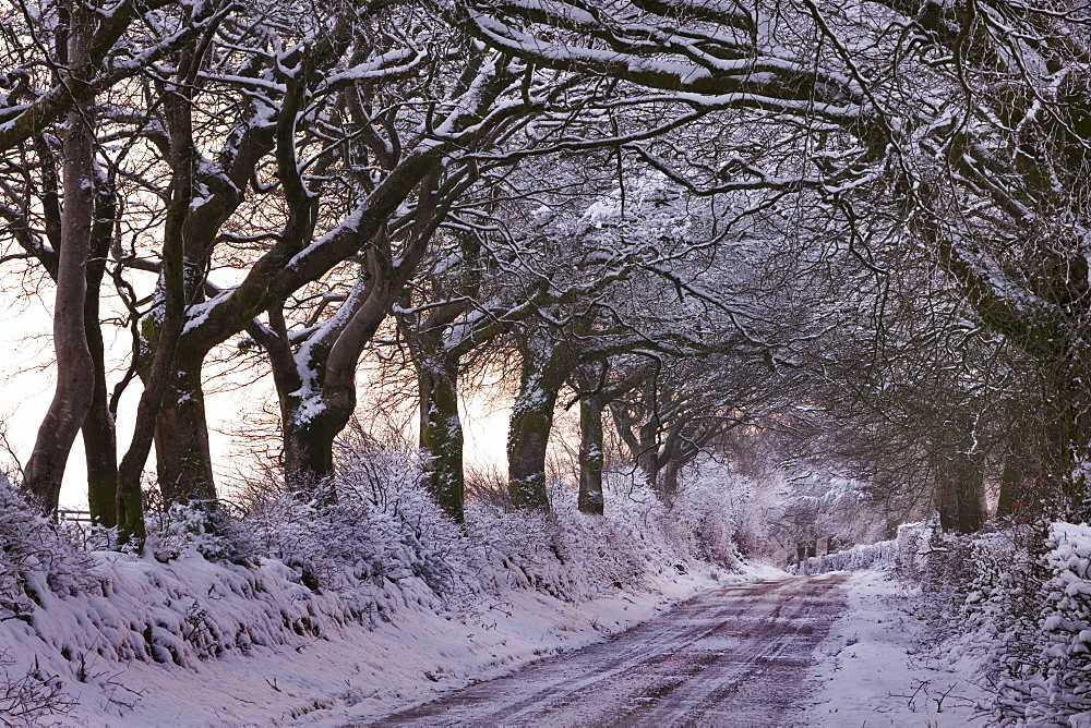 Snow covered country lane through trees, Exmoor, Somerset, England, United Kingdom, Europe