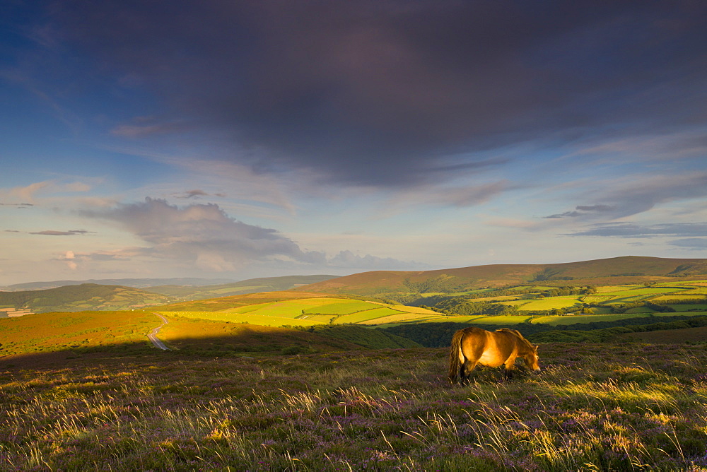 Exmoor pony grazing on Porlock Common, Exmoor National Park, Somerset, England, United Kingdom, Europe