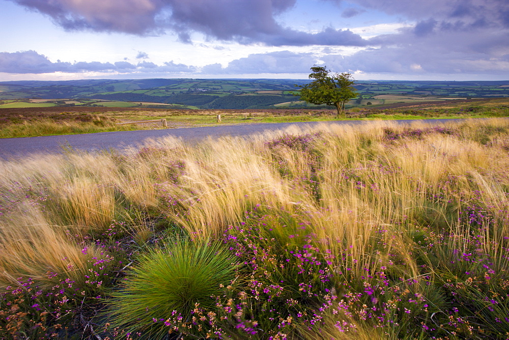 Summer heather and grasses on Dunkery Hill, Exmoor National Park, Somerset, England, United Kingdom, Europe