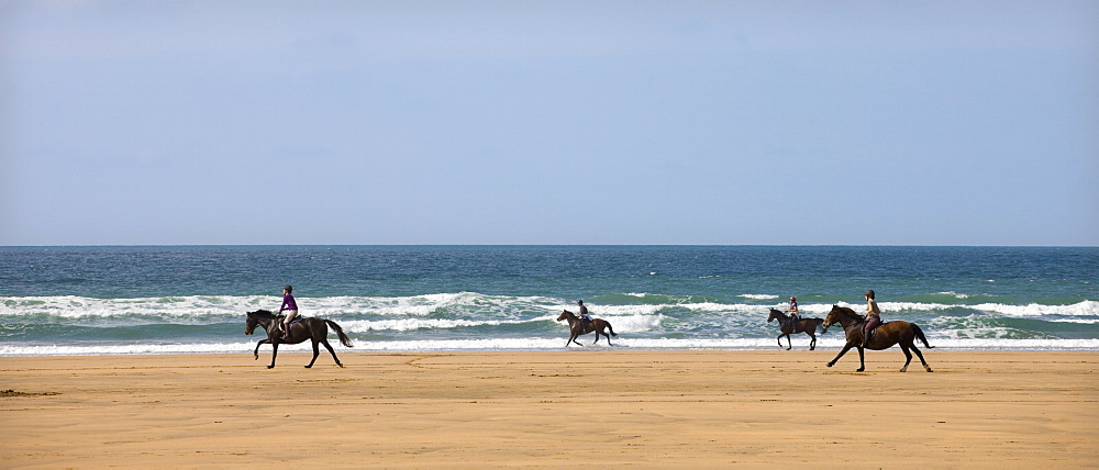 Horse riders galloping down sandy Cornish beach on a summer's day, Sandymouth, Cornwall, England, United Kingdom, Europe