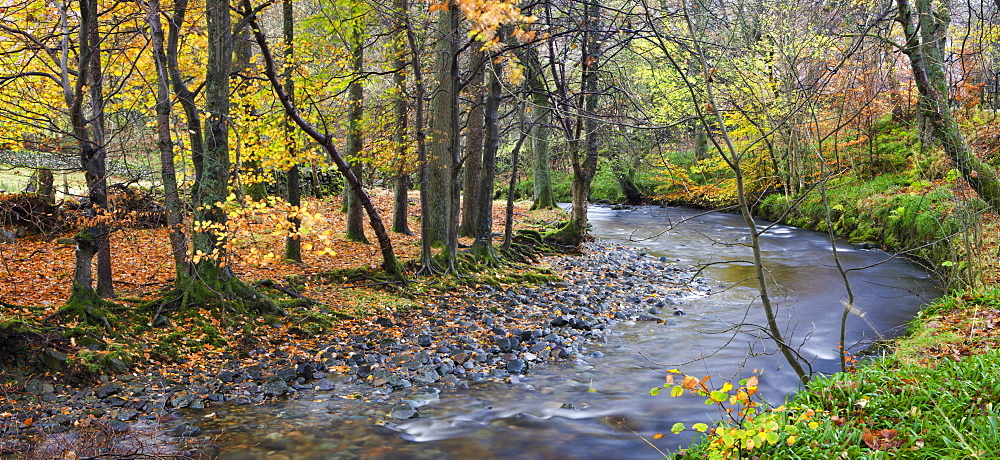 Aira Beck river flowing through autumnal deciduous woodland, Lake District National Park, Cumbria, England, United Kingdom, Europe