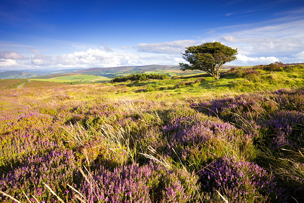 Windblown tree on Porlock Common in the summertime, Exmoor National Park, Somerset, England, United Kingdom, Europe