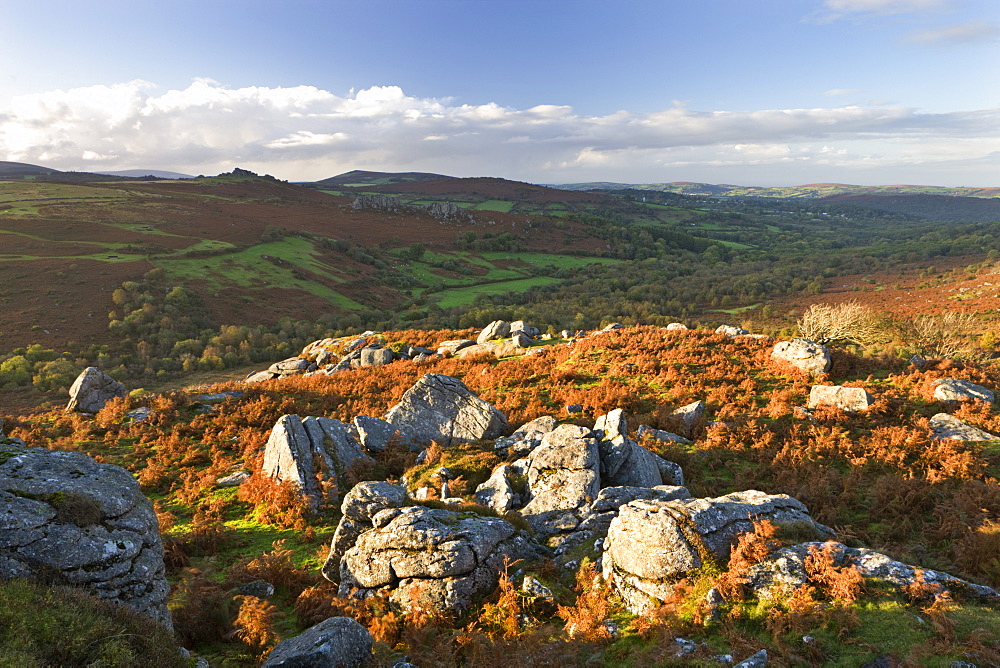 Moorland in autumn, Dartmoor National Park, Devon, England, United Kingdom, Europe