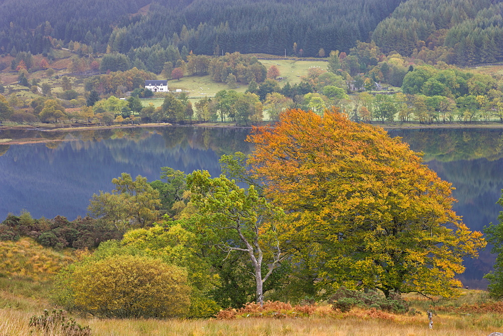 Autumn foliage above Loch Doine, Trossachs, Stirling, Scotland, United Kingdom, Europe