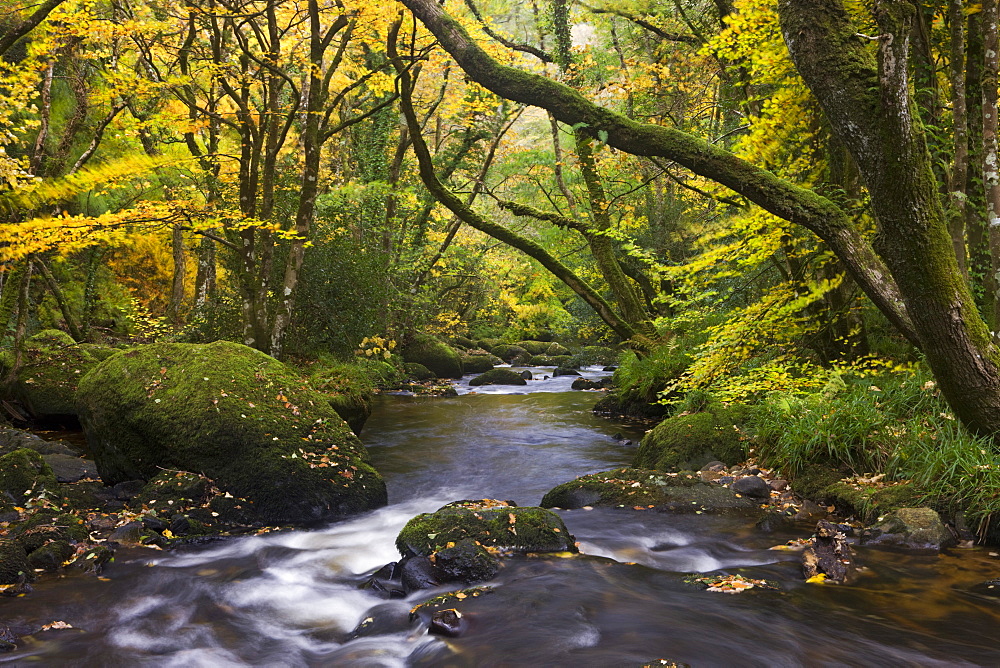 River Teign flowing through deciduous woodland in autumn, Dartmoor, Devon, England, United Kingdom, Europe