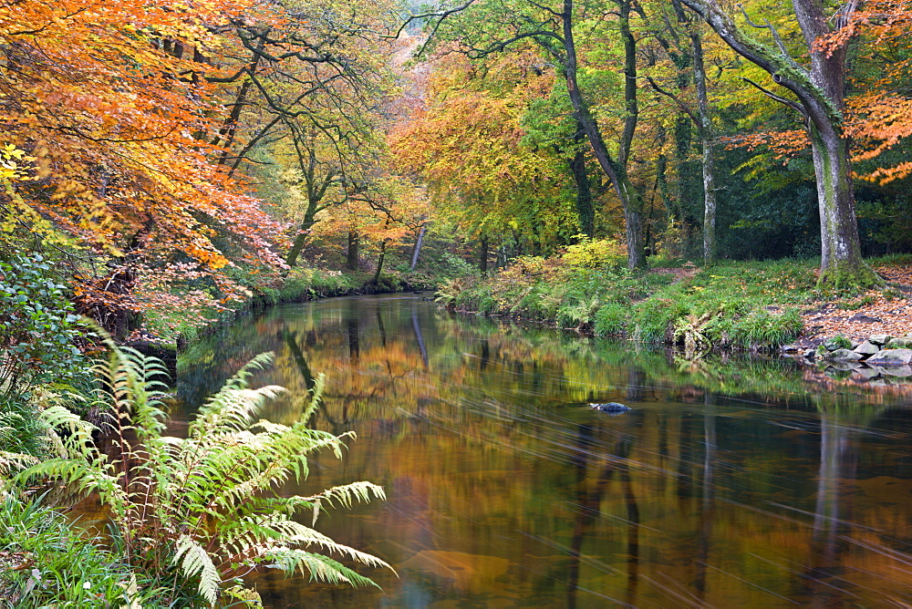 The River Teign surrounded by autumnal foliage, near Fingle Bridge in Dartmoor National Park, Devon, England, United Kingdom, Europe