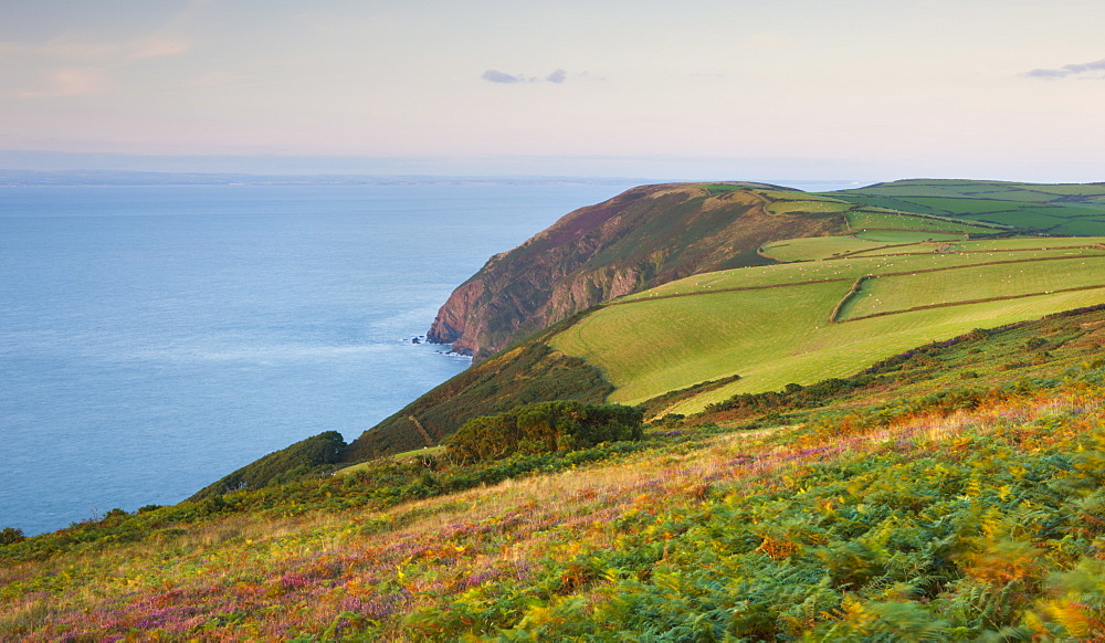 Rolling moorland and farmland near Trentishoe, Exmoor National Park, Devon, England, United Kingdom, Europe