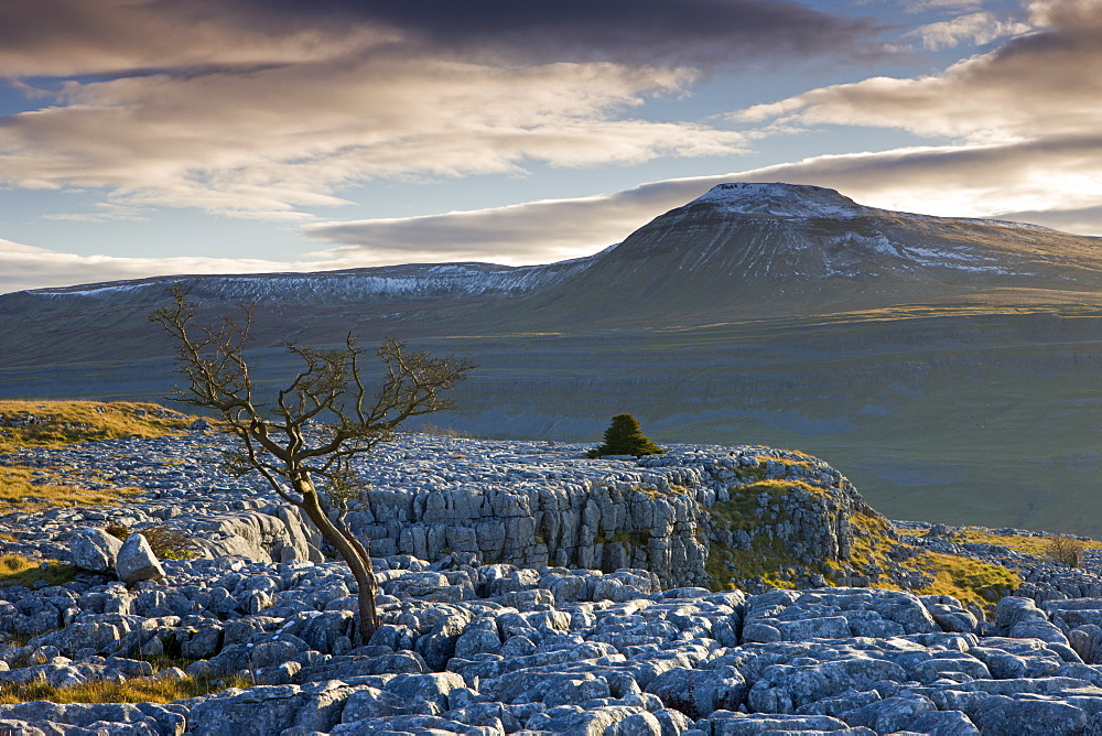 Snow capped Ingleborough from the limestone pavements on Twistleton Scar, Yorkshire Dales National Park, Yorkshire, England, United Kingdom, Europe